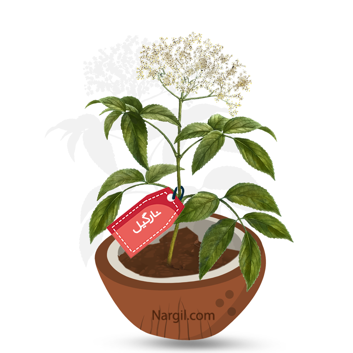  Nargil - American elderberry